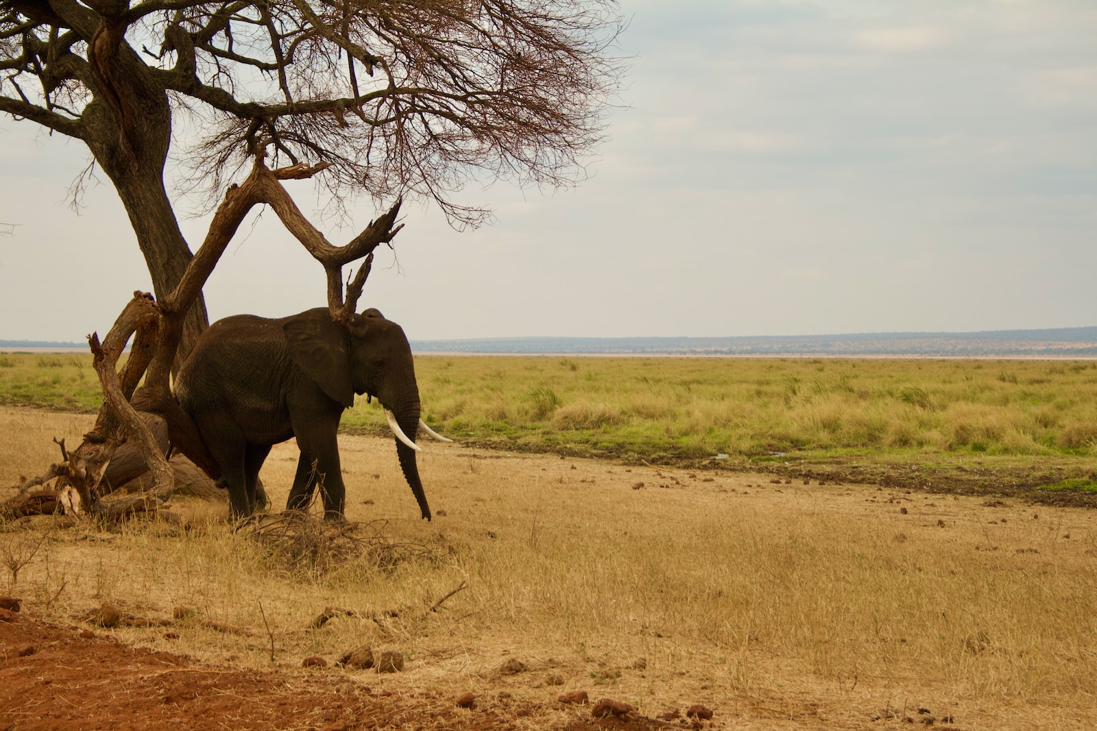 TARANGIRE NATIONAL PARK