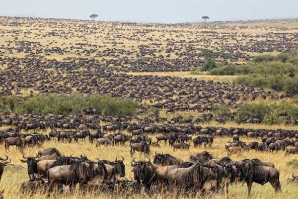 SERENGETI NATIONAL PARK