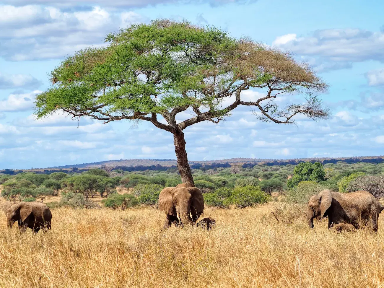 TARANGIRE NATIONAL PARK