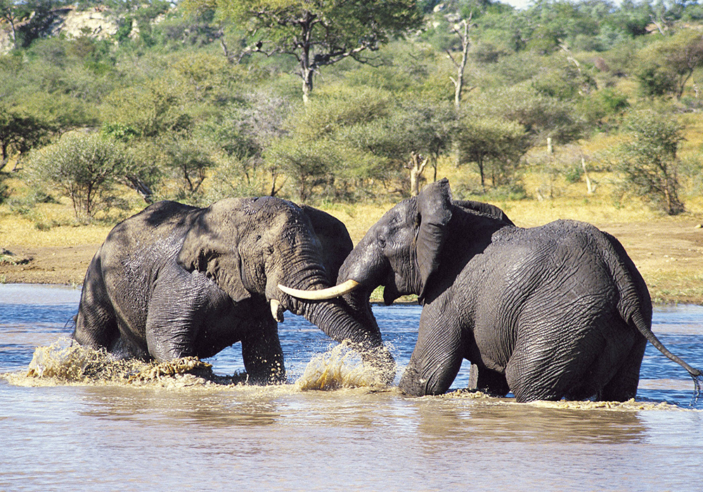 TARANGIRE NATIONAL PARK