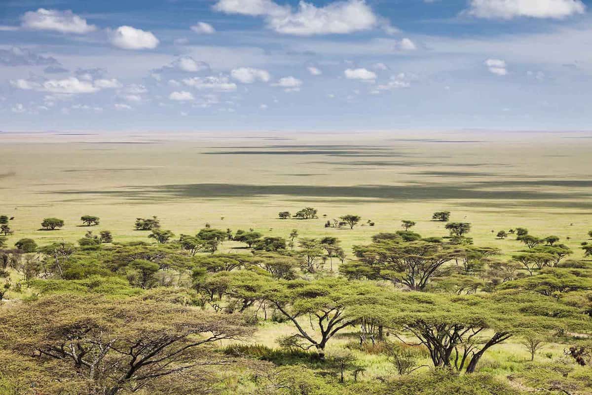 CENTRAL SERENGETI