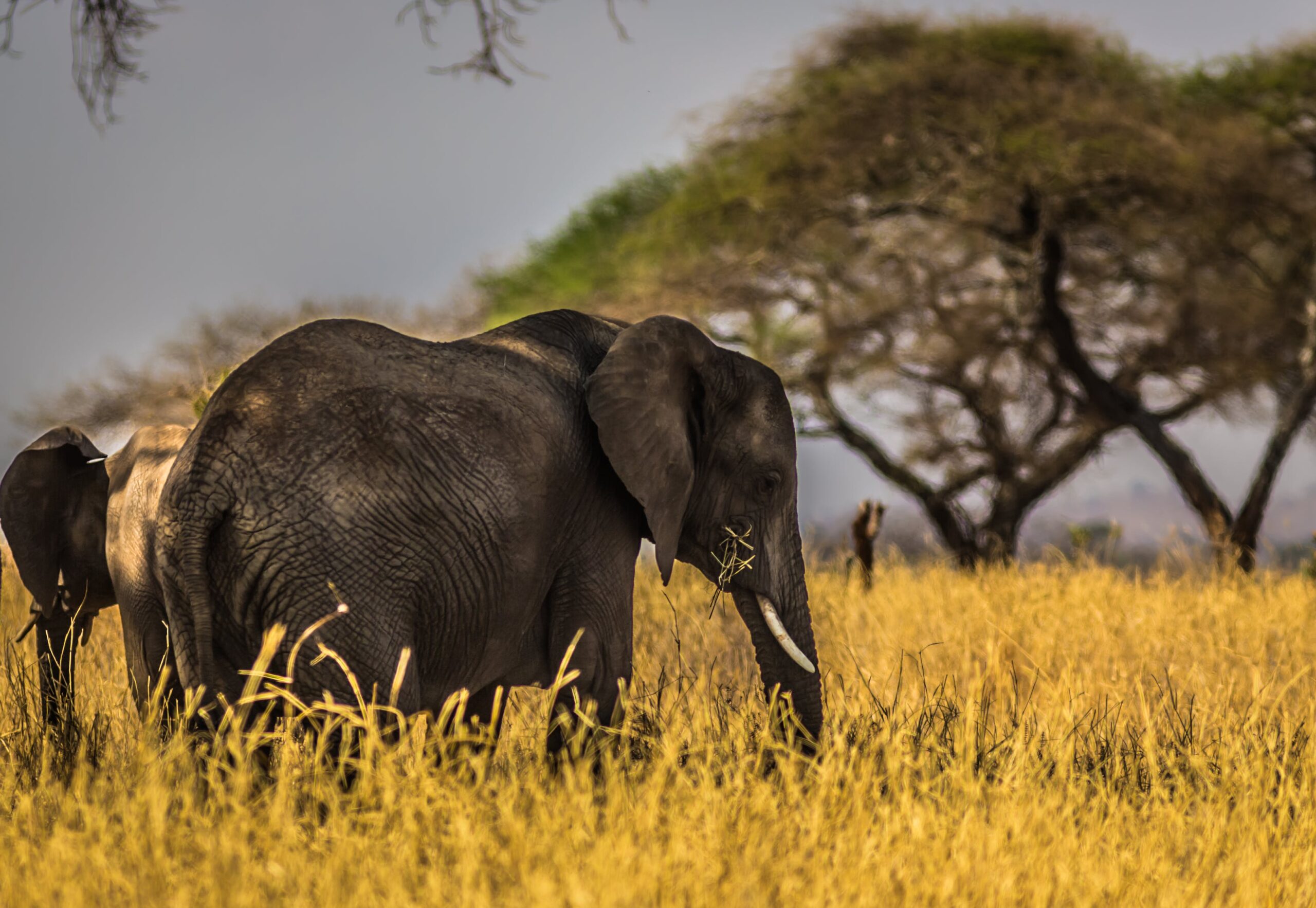 TARANGIRE NATIONAL PARK