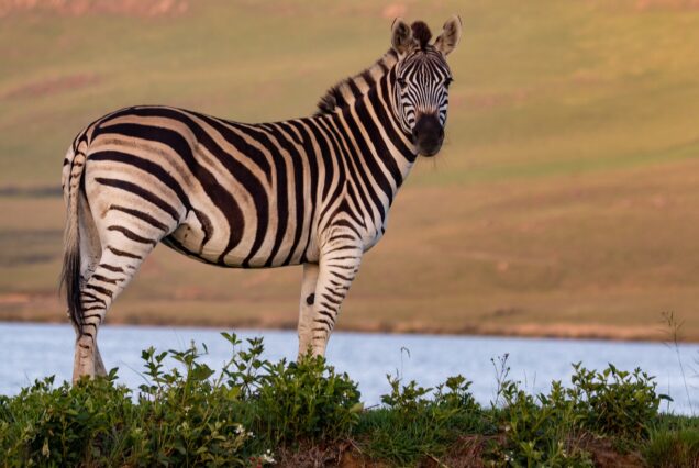 ARUSHA NATIONAL PARK