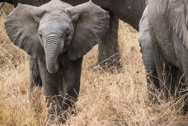 ELEPHANT HERDS