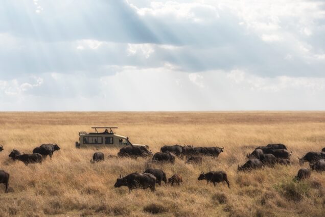 white SUV passing through herd of buffaloes during daytime