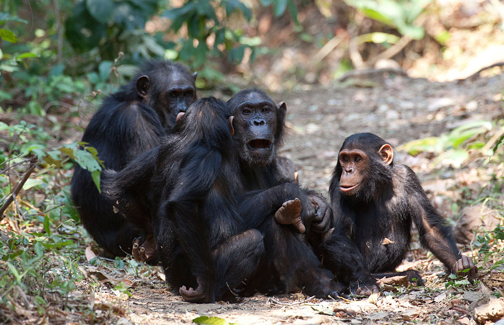 Gombe-National-Park