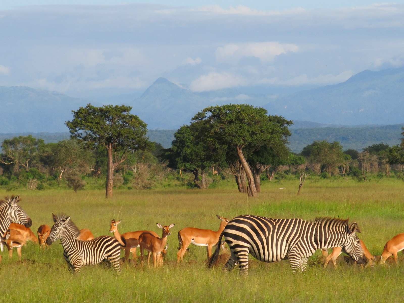 Mikumi-National-Park