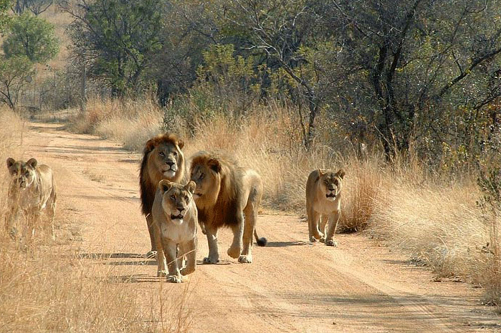 lions-in-mikumi-national-park