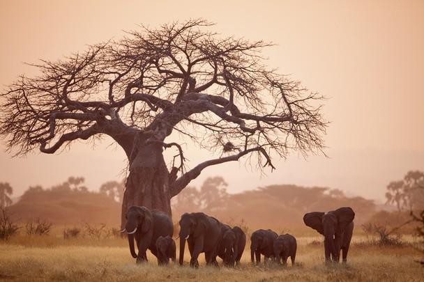 ruaha_national_park_safaris