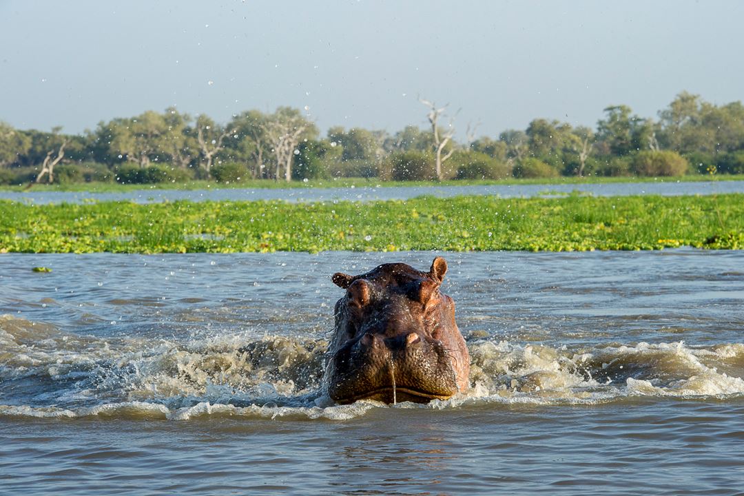 selous-hippo