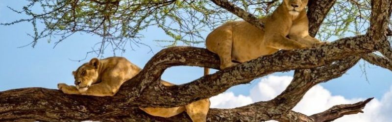3-Days-Ngorongoro-Crater-and-Lake-Manyara-Wildlife-Safari-802x450