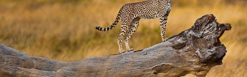 3-Days-Serengeti-National-Park-Safari (2)