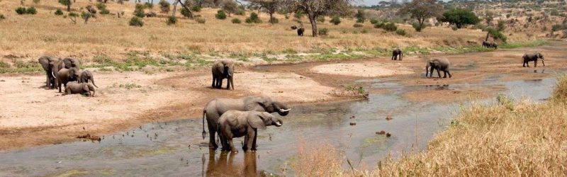 645e73231cb81b6f0dc43220_Tarangire introduction