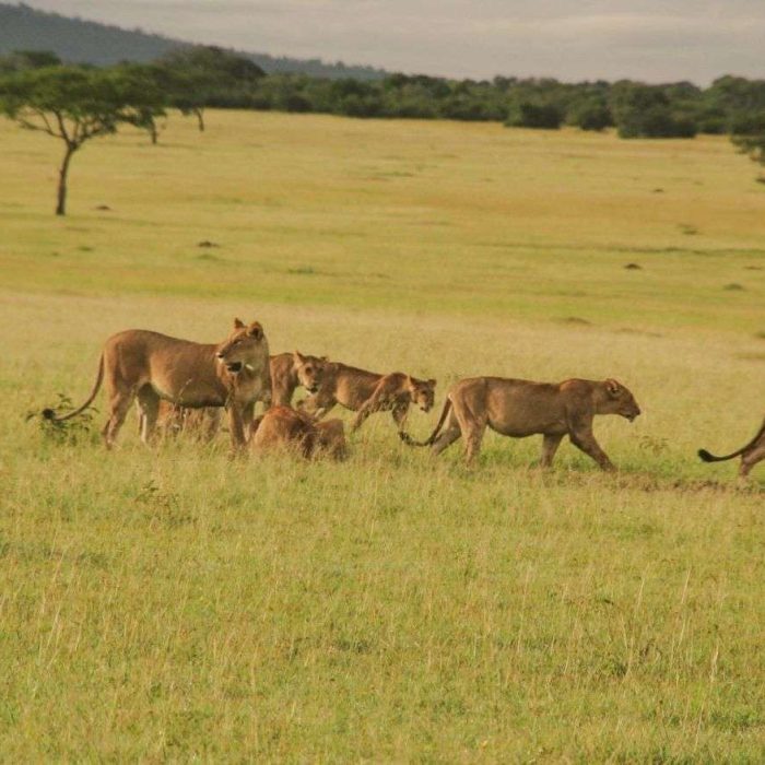 9PAMOJA-MIGRATION