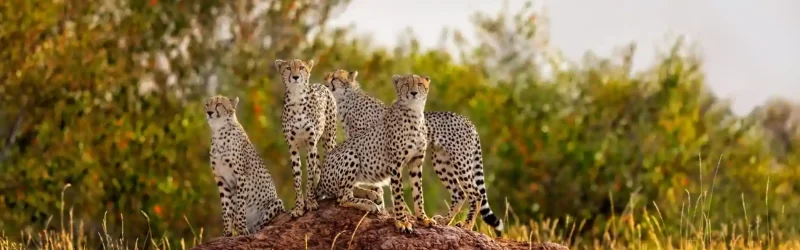 Cheetah-Serengeti-Game-Drive