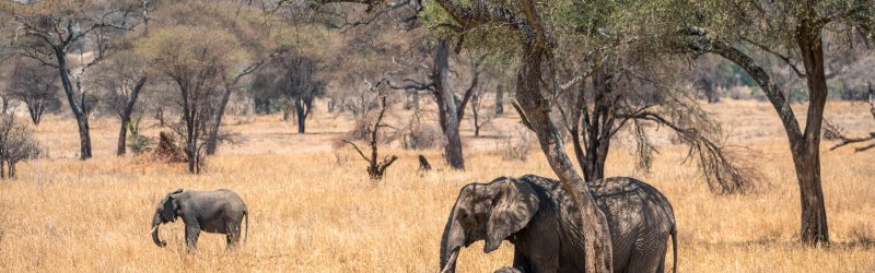 Elephants-grazing-among-the-trees-in-Tarangire-Tanzania