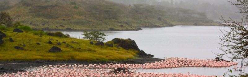 Flamingos_at_Arusha_National_Park-2-scaled