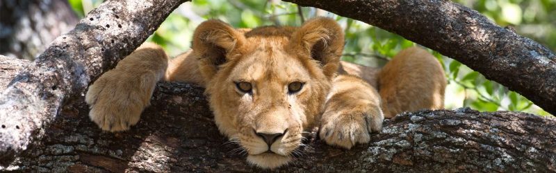 Lion-in-a-tree-in-Lake-Manyara-National-Park (1)