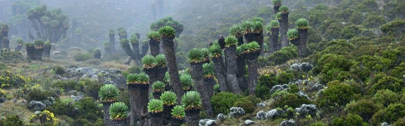 Mount_Kilimanjaro_Endemic_Plants_Senecio