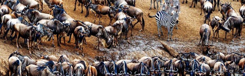 Ndutu-Safari-Deals