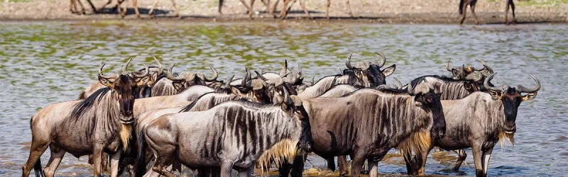 Ndutu-area-serengeti-Tanzania-1200x675