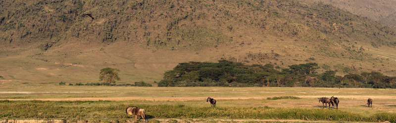 Ngorongoro-Conservation-Area-–-Leading-Tourist-Attraction-2025-in-Africa (1)
