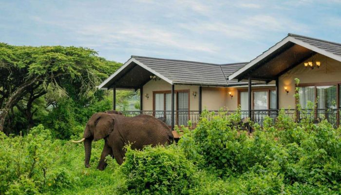 Ngorongoro-Lions-Paw-Camp-20