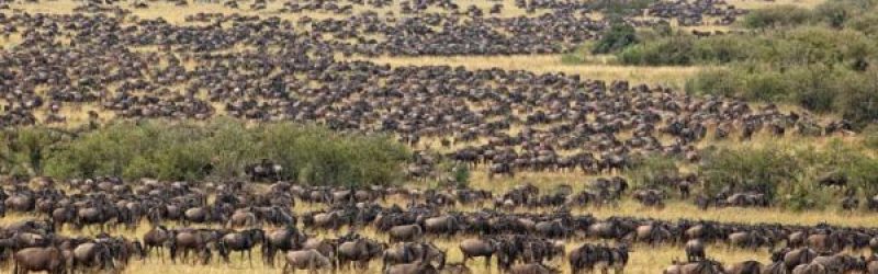 SERENGETI NATIONAL PARK