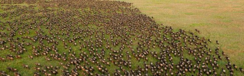 Serengeti-Wildebeest-Migrations-Tour-1-1024x623