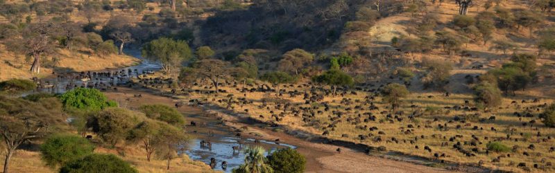 Tarangire-3