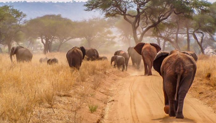 Tarangire-National-Park4