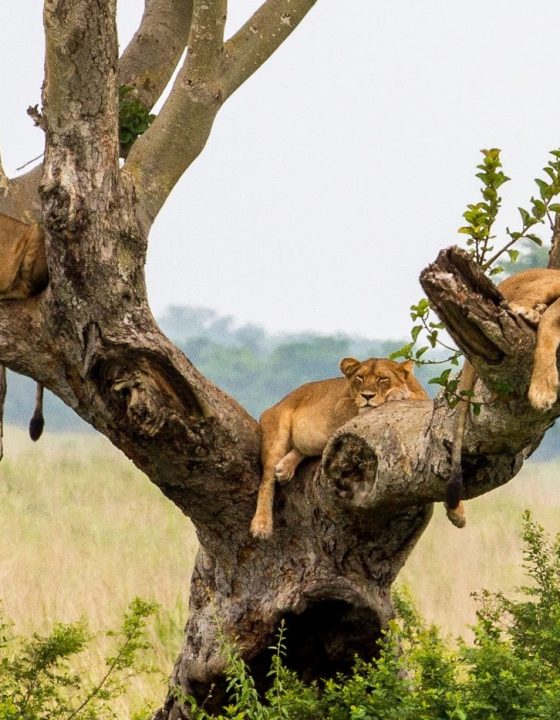 Tree climbing lions