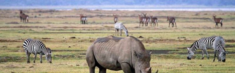 Wildife-In-Ngorongoro-750x450