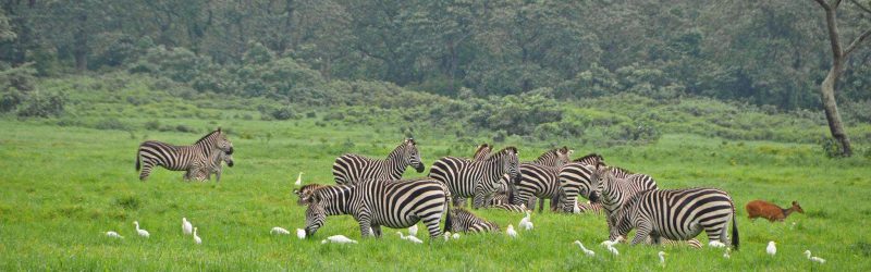 arusha-national-park-zebras