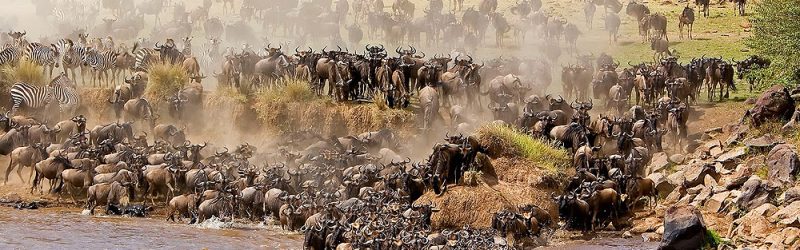 best_time_for_the_great_migration_in_serengeti