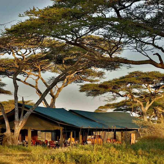 chaka-camp-a-safari-guide-to-chaka-camp-serengeti=403779-320