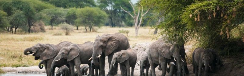 day-trip-safari-to-tarangire-national-park_UPqCQ