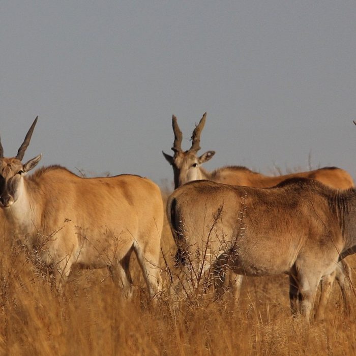 eland.jpg