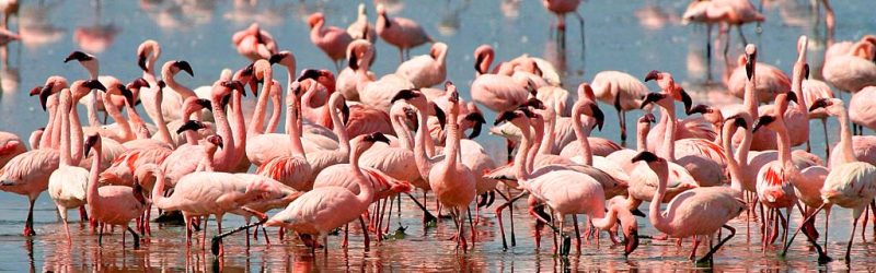 flamingo_manyara