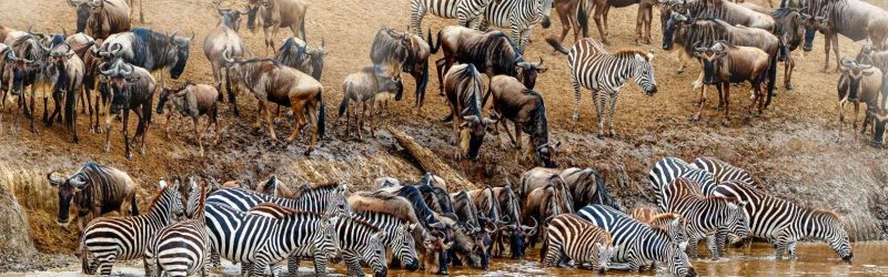 input_65042d3dbe37a___tansania_Big_Migration