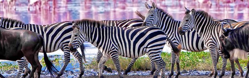 lake-manyara-1-day-trip (2)