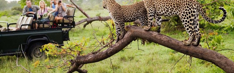 leopard-safari-south-africa (1)