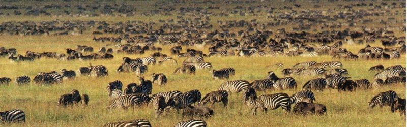 serengeti national park 4