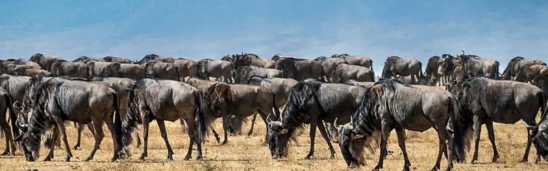 serengeti-wildebeest-migration-calving-season-banner