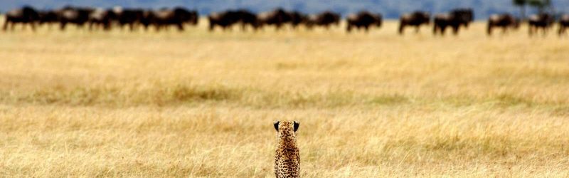 serengeti=401193-300 (2)