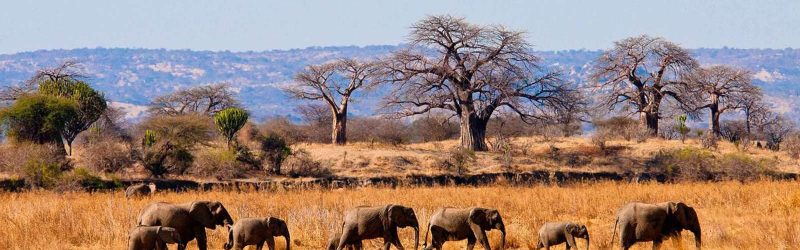 tarangire-national-park=401202-300 (2)